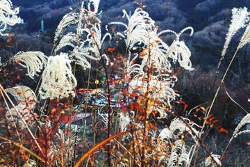 Flowers in focus with outdoor amusement park and mountain as background