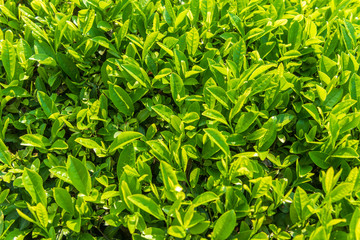 Fresh tea bud and leaves.Tea plantations.  