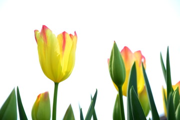 Gelbe Tulpen isoliert vor dunklen und hellen Hintergrund
