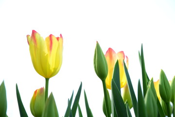 Gelbe Tulpen isoiert - Frühlingshintergrund