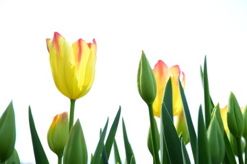 Gelbrote Tulpen - Freisteller vor weißen Hintergrund