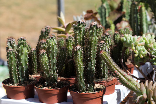 Cactus de diferente tipo combinados entre sí