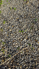 Washed up  shells of Corbicula clams, Biesbosch NP, South Holland, Netherlands