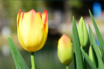 Naklejka premium Gelbrote Tulpen im Park