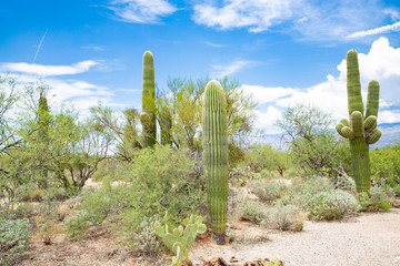 Fototapeta na wymiar Saguaro National Park, east unit, Arizona, USA