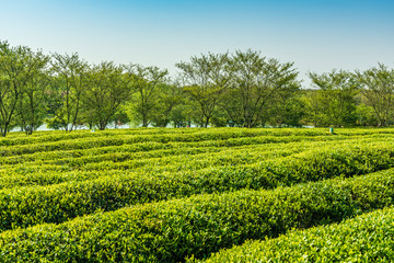 Fototapeta na wymiar The tea plantations background Tea plantations in morning light