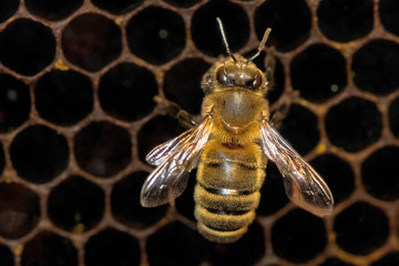 A bee in its hive in front of many hexagonal combs. 