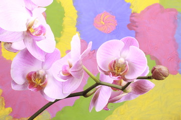 Naklejka na ściany i meble orchid 
