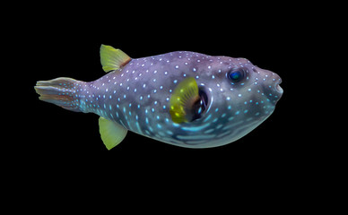 colorful pufferfish