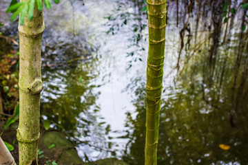 Evergreen bamboo trees grow on the bank of the river.