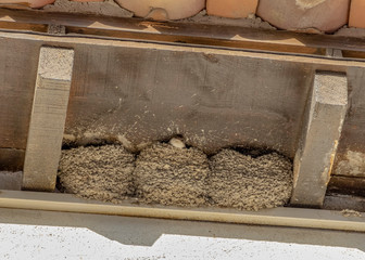 swallow and nests