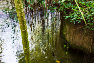 Evergreen bamboo trees grow on the bank of the river.