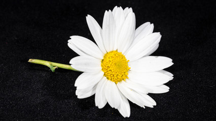 Obraz premium daisy camomille white flower