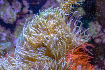 Fototapeta na wymiar Sea anemones