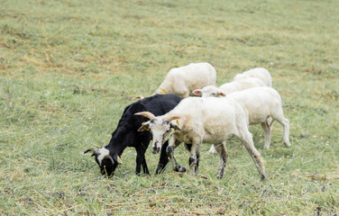 Obraz premium black and white sheeps