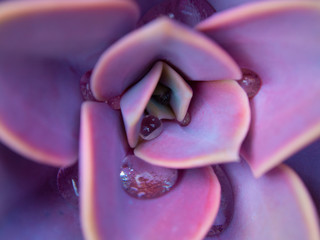 Purple succulent ghost plant
