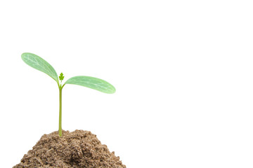 Green sprout growing, young plant from soil isolated on white background with clipping path