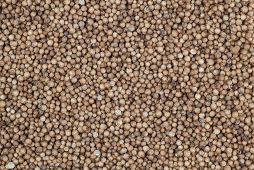 Dried coriander seeds background