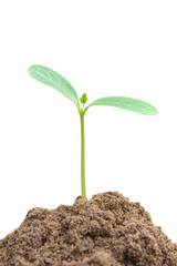 Green sprout growing, young plant from soil isolated on white background with clipping path