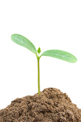 Green sprout growing, young plant from soil isolated on white background with clipping path