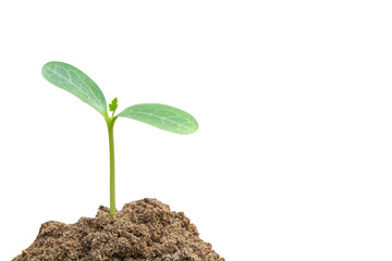 Green sprout growing, young plant from soil isolated on white background with clipping path