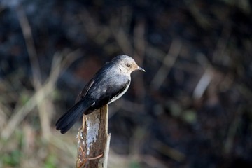 Indian Robin