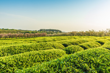 Fototapeta na wymiar The tea plantations background Tea plantations in morning light