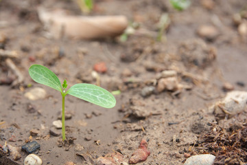 Green sprout growing from soil background with copy space