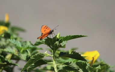 butterfly on flower