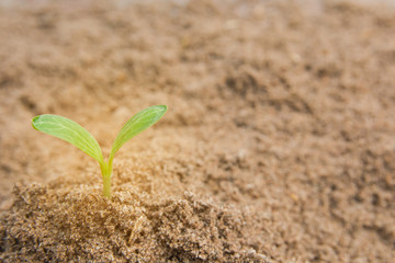 Green sprout growing from soil background with copy space