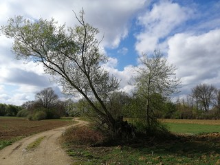 walking way  in the European Nature Reserve Landscape