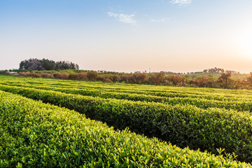  The tea plantations background Tea plantations in morning light