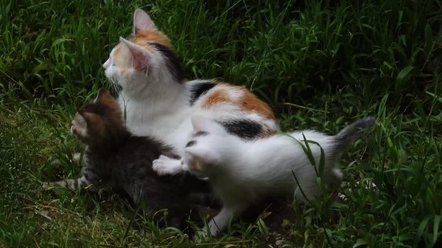 maman et ses chatons