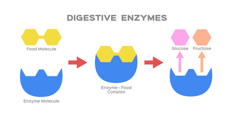 digestive enzyme vector - obrazy, fototapety, plakaty
