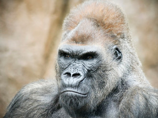Obraz premium A Portrait of a Silverback Gorilla