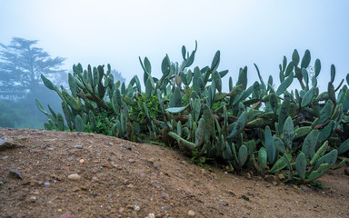 Cactus view during foggy day, Runyon Canyon Park trail