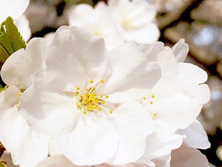 Fototapeta premium What a beautiful cherry blossom !!!