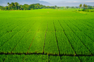 Beautiful green rice field in Semarang