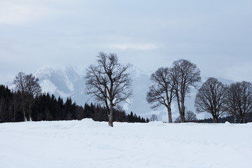 Fototapeta na wymiar bare trees in winter snowy landscape
