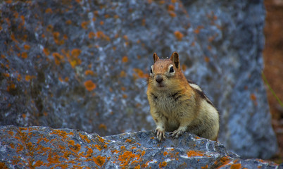 Naklejka na ściany i meble Golden mantled ground squirrel. Rocky mountain canada ( Canadian Rockies ). Near the city of Calgary. Portrait, fine art. Jasper and Banff National Park, Alberta, Canada: August 2, 2018