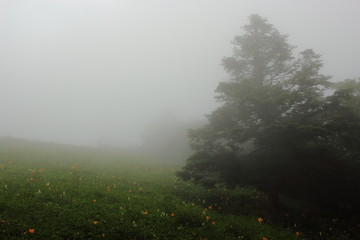 霧に包まれる
