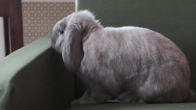 ittle gray chinchilla bunny posing for camcorder. 4k video