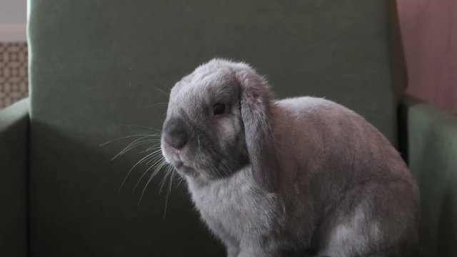 ittle gray chinchilla bunny posing for camcorder. 4k video