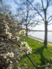 apple tree blossom