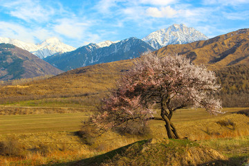 peach, apricot, cherry, sakura blooms in spring against a snow-capped mountain top, fruit tree...