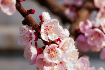 Blooming japanese cherry tree. Blossom white, pink sakura flowers with bright white flowers in the background