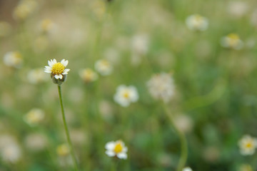 Coatbuttons, Mexican daisy, Tridax procumbens, Asteraceae, Wild Daisy on blur background.