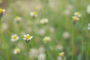 Coatbuttons, Mexican daisy, Tridax procumbens, Asteraceae, Wild Daisy on blur background.