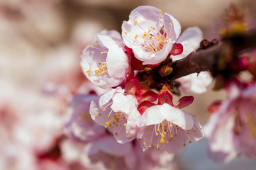 Blooming japanese cherry tree. Blossom white, pink sakura flowers with bright white flowers in the background