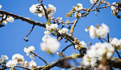 blühender obstbaum close up